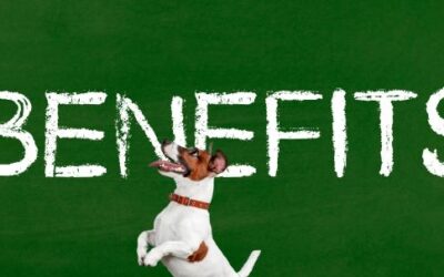 Employer sponsored healthcare – for your pet?